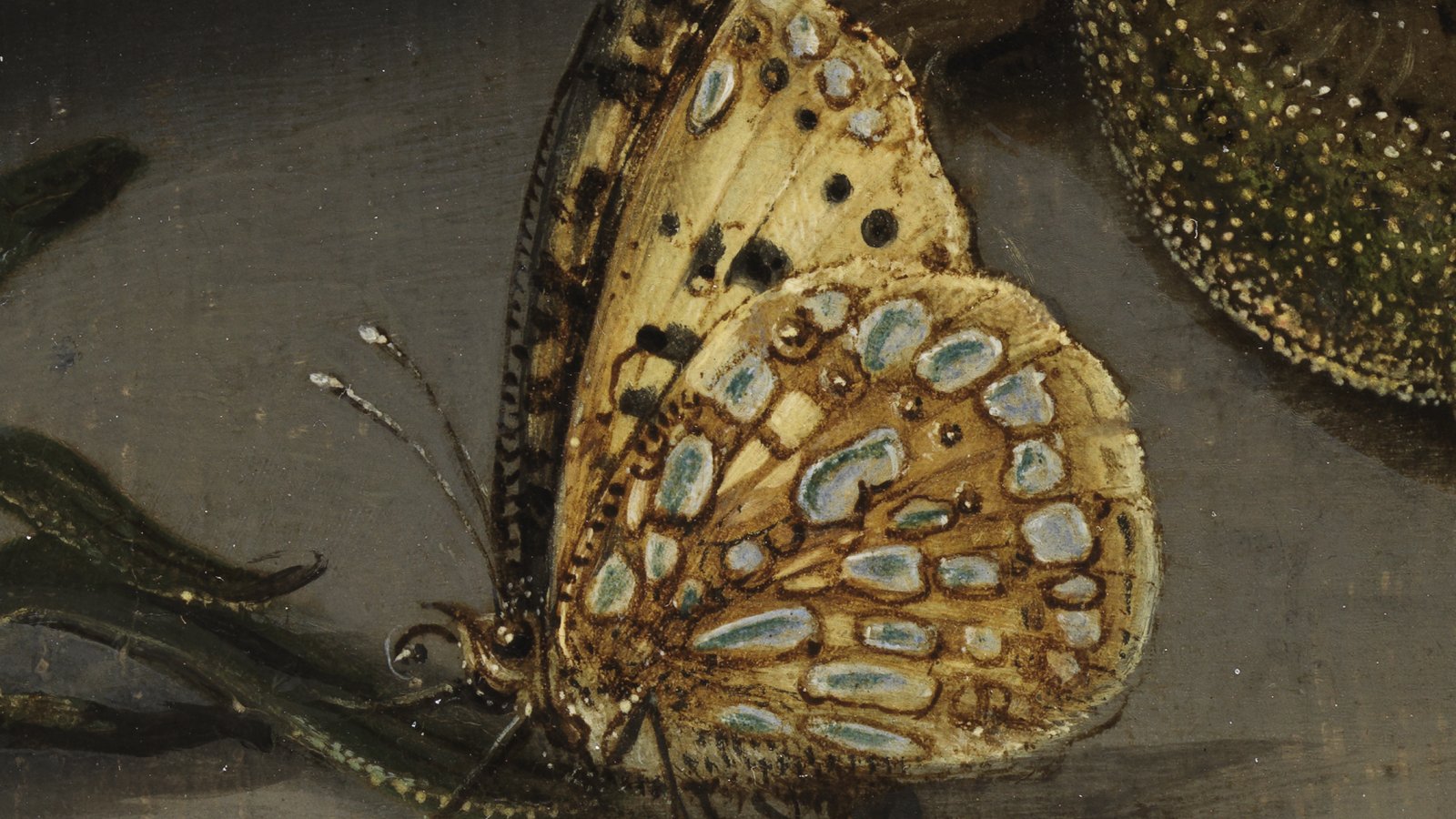 Macro-photographic detail of Ast's work "Chinese Vase with Flowers, Shells and Insects" Macro-photographic detail of Ast's work "Chinese Vase with Flowers, Shells and Insects"